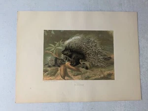 Impresión cromolitográfica de puercoespín de Prang - Selmar Hess antigua - Imagen 1 de 4