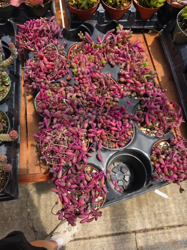 Ruby Necklace succulent 4inch 1 pc - Image 1 of 1