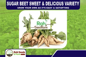 Sugar Beet Sweet & Delicious Variety - Grow Your Own as it’s Easy & Satisfying - Picture 1 of 7