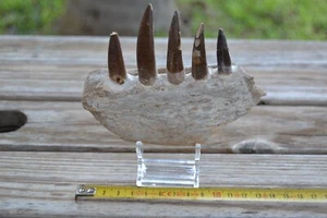 Jaw plesiosaurus Zarafasaura fossil from Morocco. Fossil jaw real. - Picture 1 of 10
