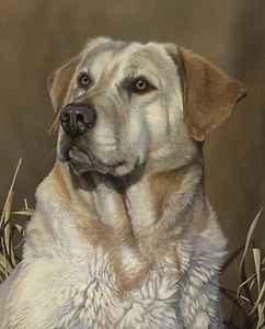 35" Fabric Panel | David Textiles Yellow Lab Labrador Dog Portrait - Picture 1 of 1