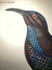 1833 Prêtre Lesson 3 Different Watercolor Rare Birds Riflebird H/C Engravings