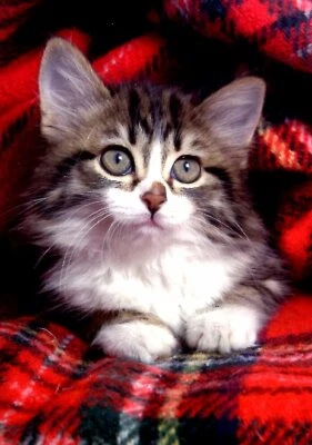 MILLBROOK Blank Inside - Furry Friends Greeting Card - 01975