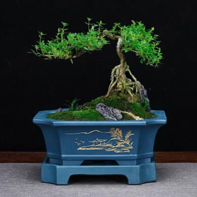 Large Rectangular Bonsai Pot W Tray High-grade Classic Chinese Purple Sand Pots - Image 1 of 4