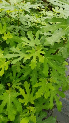 MONJARDINEXTRAORDINAIRE Ficus carica 'Longue d'août' / Figuier 'Longue d'août' / Conteneur de 0.75 à ...