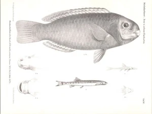 Original 1879 Antique Fish Print - Steindachner - New & Rare Fish Species - Picture 1 of 2