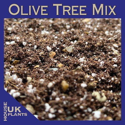 UKHOUSEPLANTS OLIVE TREE Potting Soil Mix (Compost Olea Europaea Olive Repotting Indoor Leaves