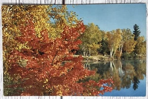 Postal escénica de árbol de arce rojo en el lago otoño vista - Imagen 1 de 2