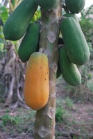 20 Papaya Fruit Fresh Tree Seeds, Exotic Sweet Tropical Papaya From Thailand