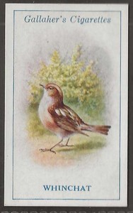 GALLAHER-BRITISH BIRDS 1923 (BY GEORGE RANKIN)-#010- WHINCHAT