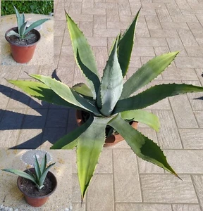 Pianta agave americana in vaso - Plant american agave in pot - Foto 1 di 5