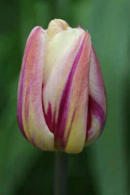 20 Tulpen Happy Feet Tulpenzwiebeln Blumenzwiebeln Lieferbar 9.9. - Bild 1 von 3