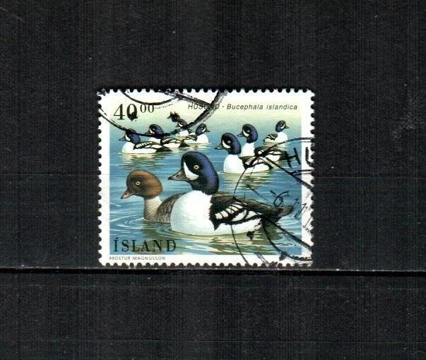 Islandia Scott's 815 (1v) aves acuáticas, patos en muy buen estado usado (1996) #1 Foto 1 de 1