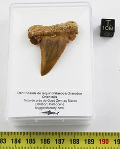 Dent fossile requin Palaeocarcharodon Orientalis dans une boite (Maroc - 047**) - Imagen 1 de 8