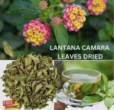 30 g hojas secas de lantana cámara 100 % orgánico arbusto verbena labios de ángel hierba Foto 1 de 4