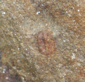 Trilobit, Ptychoparia dubinka, Kambrium, Skryje, Tschechische Republik-b924 - Picture 1 of 4