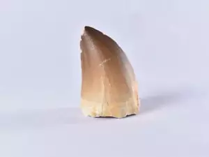 XL Fossil Mosasaur Tooth - Dinosaur Tooth - Cretaceous - Morocco - Foto 1 di 5