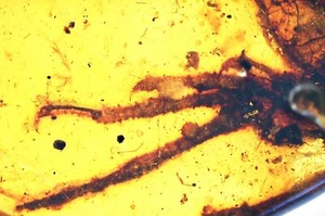 RARO pie de lagarto, inclusión fósil en ámbar birmano - Imagen 1 de 4