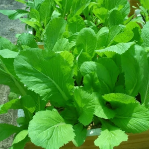 500 Seeds Asian mustard green/ mustasa / gai choy/ Bẹ Xanh ăn bánh xèo - Picture 1 of 3
