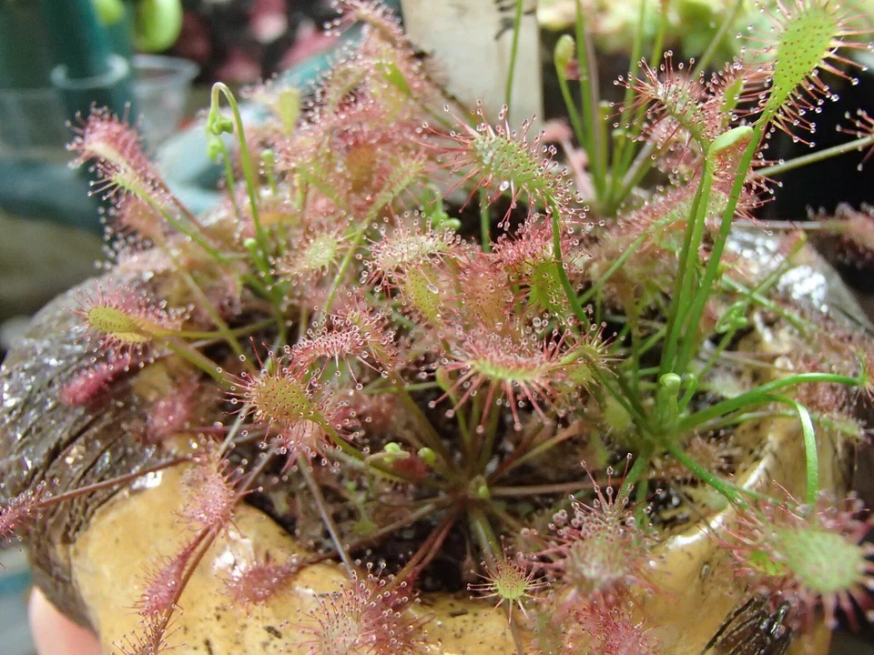 Semillas de plantas carnívoras templadas Drosera intermedia "Easton, MA", rocío solar Foto 1 de 1