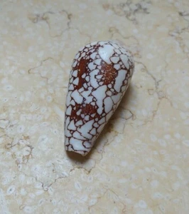 Textile Conus Shell nice Pattern 58mm Nature massive red sea shell Specimen - Picture 1 of 12