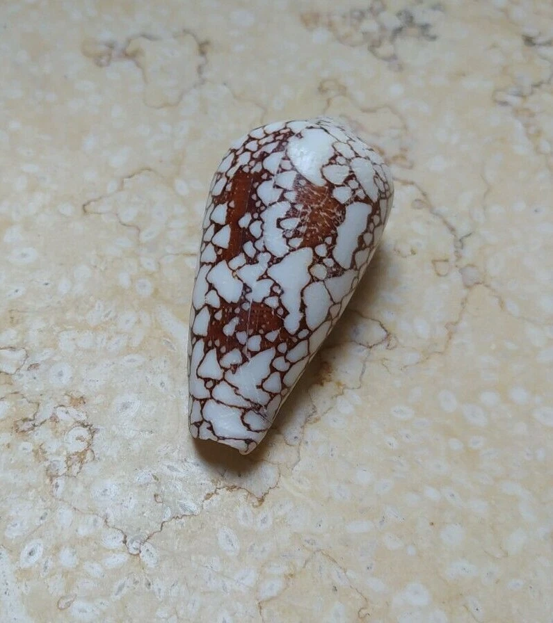Textile Conus Shell nice Pattern 58mm Nature massive red sea shell Specimen - Image 1 of 4