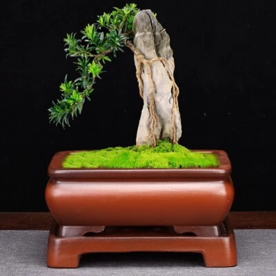 Large Rectangular Bonsai Pot W Tray High-grade Classic Chinese Purple Sand Pots - Image 1 of 4