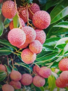 LYCHEE KAIMANA FRUIT TREE 4 CUTTINGS FROM 5"-6" LONG UNROOTED  FOR GRAFTING - Picture 1 of 5