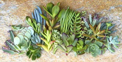 25+ Assorted Succulent Cuttings - 25 Varieties with Instructions & Free Shipping - Image 1 of 4