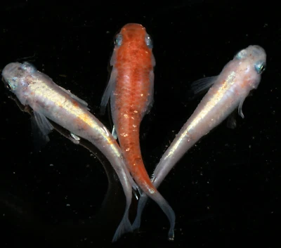 Medaka, Reisfische Eier- Kougyoku - Online Oryzias latipes - Bild 1 von 4