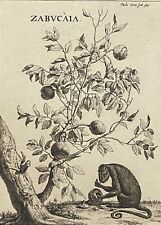 Paulus Potter 1625-1654 Shaft Zabucaia And Un Monkey Engraving Amand Durand 1880