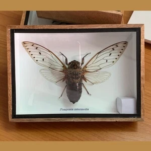 Real Butterfly Insects Beetle Fly Rare Wood Frame Taxidermy Entomology Strange - Picture 1 of 6