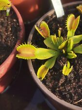 Dionaea muscipula -- "Raptor" / VFT Venus flytrap