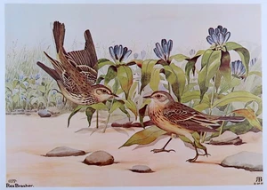 Rex Brasher Bird Print, Water Pipit, 16x12 in. - Picture 1 of 3