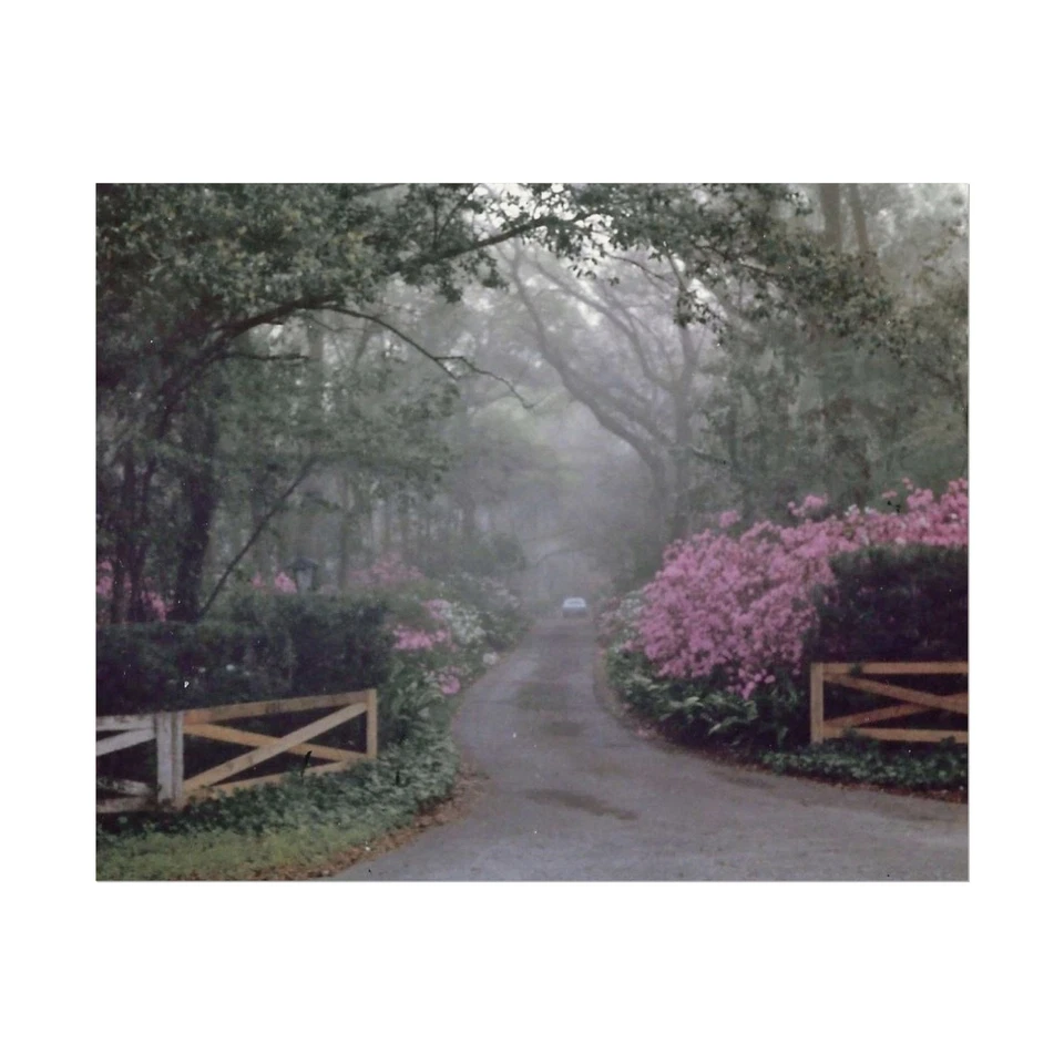 DeLand Azaleas photograph by Cori Carroll, matte print watercolor paper unframed - Image 1 of 1