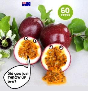 60 Panama Red Passionfruit Seeds RARE Passion Fruit Plants Exotic Unusual Plant - Picture 1 of 5