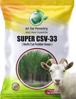 Super CSV-33 MF Grass Seebs 5000 Seebs, High Yield Multi Cut Grass Seebs bestONE