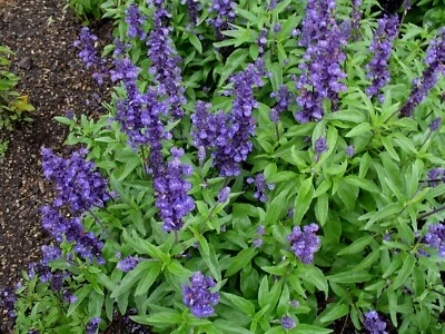 Sage Seeds | Repels Mosquito Deer Herb Non-GMO Heirloom Autumn Perennial - Image 1 of 4