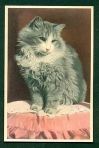 GRAU & WEISS FARBIGE KATZEN POSTKARTE UM 1945 - FARBDRUCK "H" - Bild 1 von 2