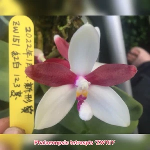 Orchid Flask - Phalaenopsis tetraspis ‘ZW151’ - Picture 1 of 3