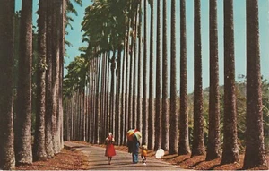 AK Ceylon. Cabbage Palm Avenue in Peradeniya Gardens - Picture 1 of 2