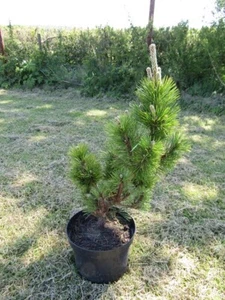 Pinus thunbergii thunderhead, Japan black pine 10L 75-85cm EXACT ITEM MAIN PHOTO - Picture 1 of 2