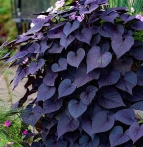 Purple Black Ornamental Sweet Potato Vine Plant for Containers Indoor Basket Pot - Picture 1 of 2