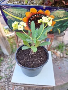 Euphorbia Milii Crown Of Thorns Small Yellow  Flowers Starter Plant Qty 1 - Picture 1 of 4