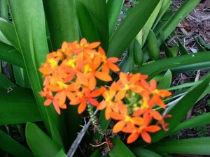 Crucifix Orchid - Orange/Gold. Epidendrum. 4 canes available (keikis) - Picture 1 of 3