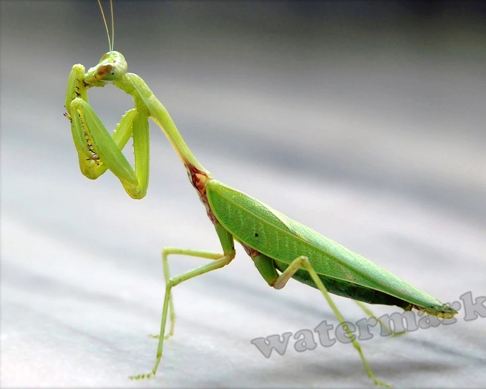 Photograph Praying Mantis Insect    8x10 - Image 1 of 1
