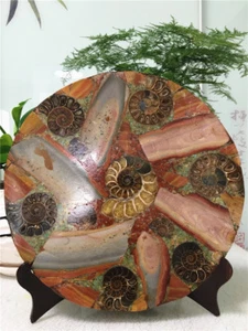 3.2LB Conch shell Jurassic and Marine jasper half cut fossil plate of Madagascar - Picture 1 of 10