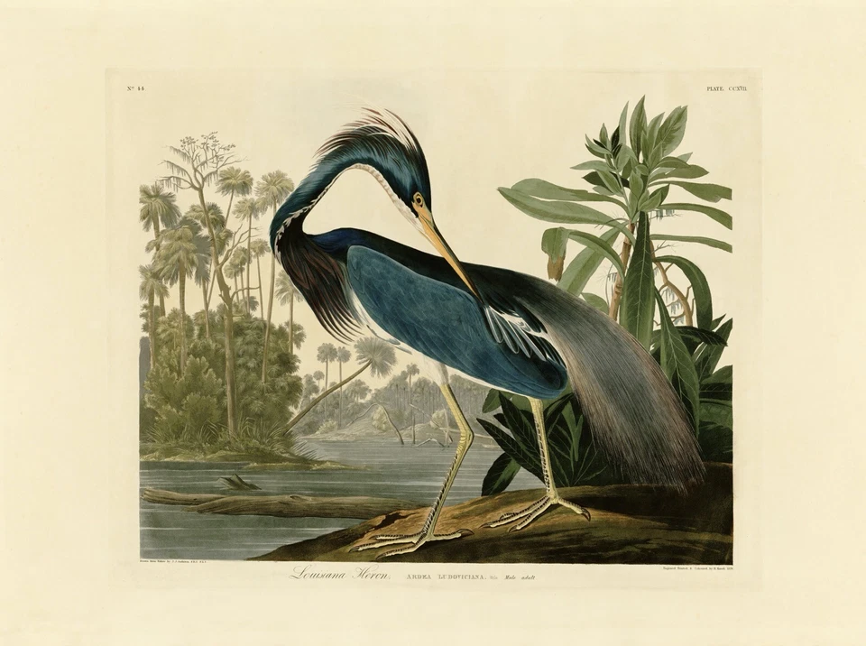 No.217 Louisiana Heron Audubon Print Repro Havell Edition Double Elephant Folio - Image 1 of 1