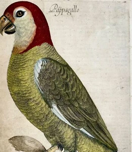 1622 Antonio Tempesta; Fr. Villamena PAPAGEI Vogel - Meistergravur - Bild 1 von 3