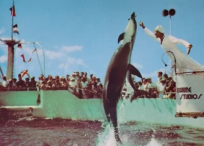 Postal marsopas de Florida saltan por su comida en Marineland Daytona Beach FL Foto 1 de 4